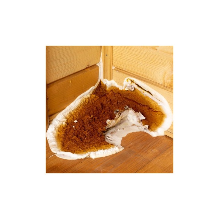 Détection de mérule pleureuse et identification d'insectes xylophages